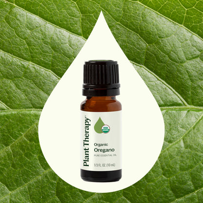 Plant Therapy Organic Oregano Essential Oil 100% Pure – USDA Organic, Therapeutic Grade 10 mL