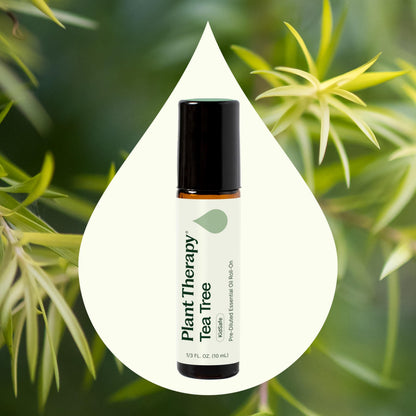 Plant Therapy Tea Tree Essential Oil – 100% Pure, Pre-Diluted Roll-On, 10 mL | Therapeutic Grade