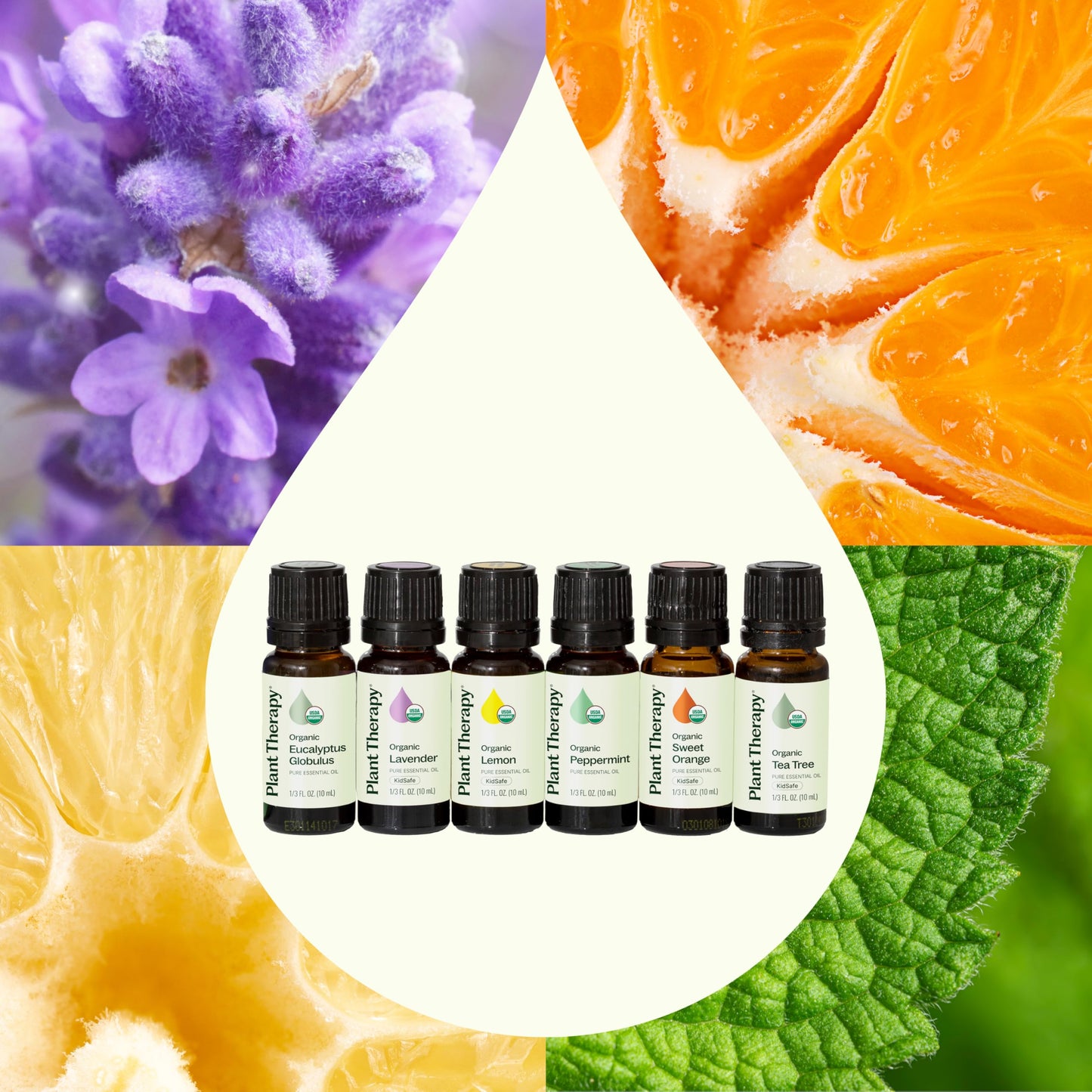 Plant Therapy Top 6 USDA Organic Essential Oil Set – Lavender, Peppermint, Eucalyptus, Lemon, Sweet Orange, Tea Tree (10 mL)