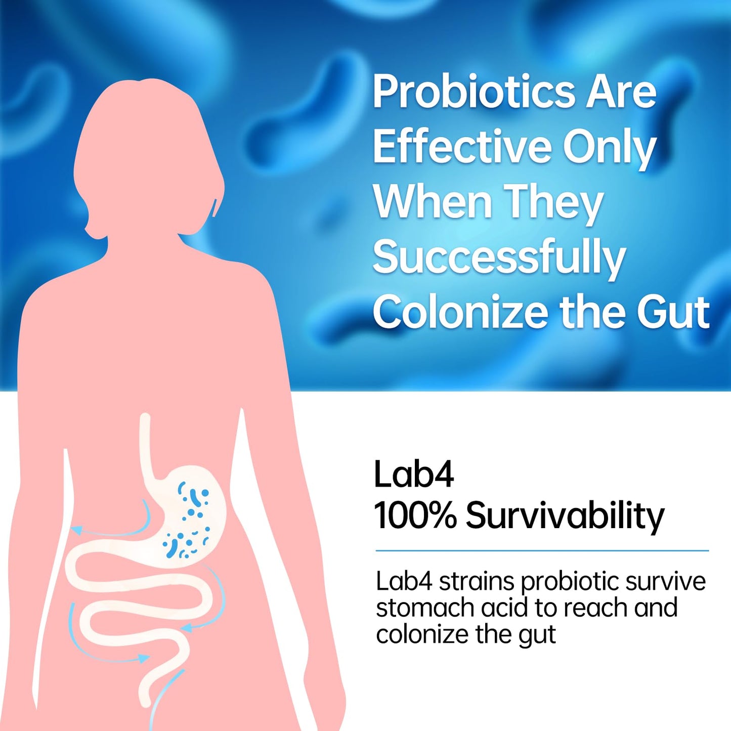 Purmeo Probiotics for IBS & Bloating – Lab4 20B CFU, 60-Day Supply