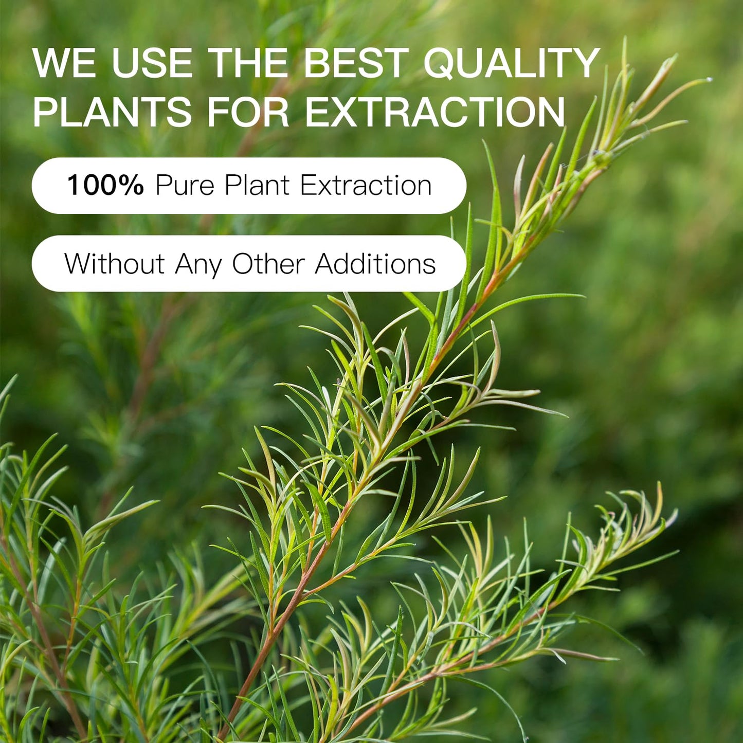 QONG Tea Tree Essential Oil Blend - 100% Pure, Undiluted 10mL for Diffuser, Anti-Dandruff & Anti-Itch