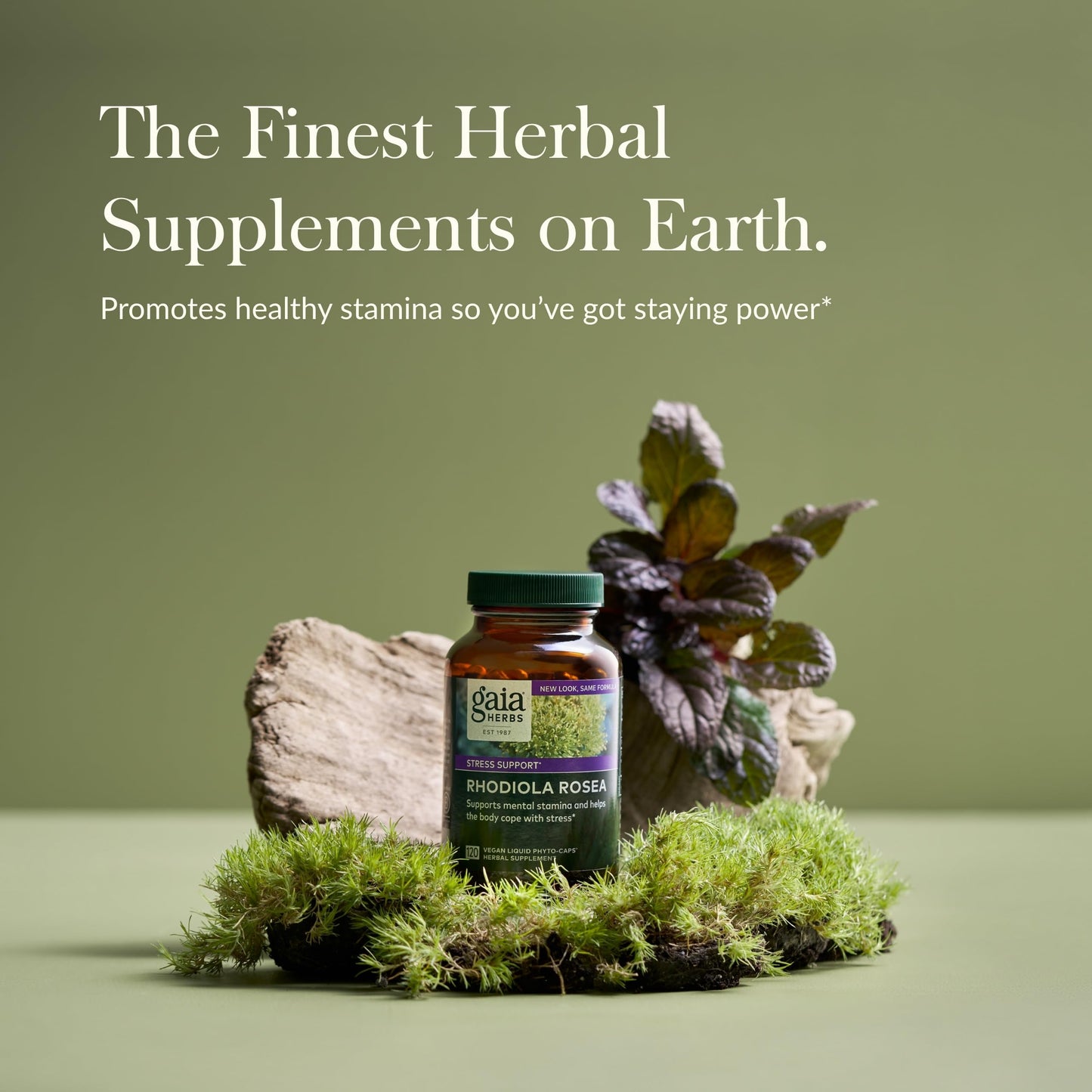 Gaia Herbs Rhodiola Rosea - Stress Support & Endurance - Siberian Root Extract - 120 Vegan Liquid Phyto-Caps (120 Servings)