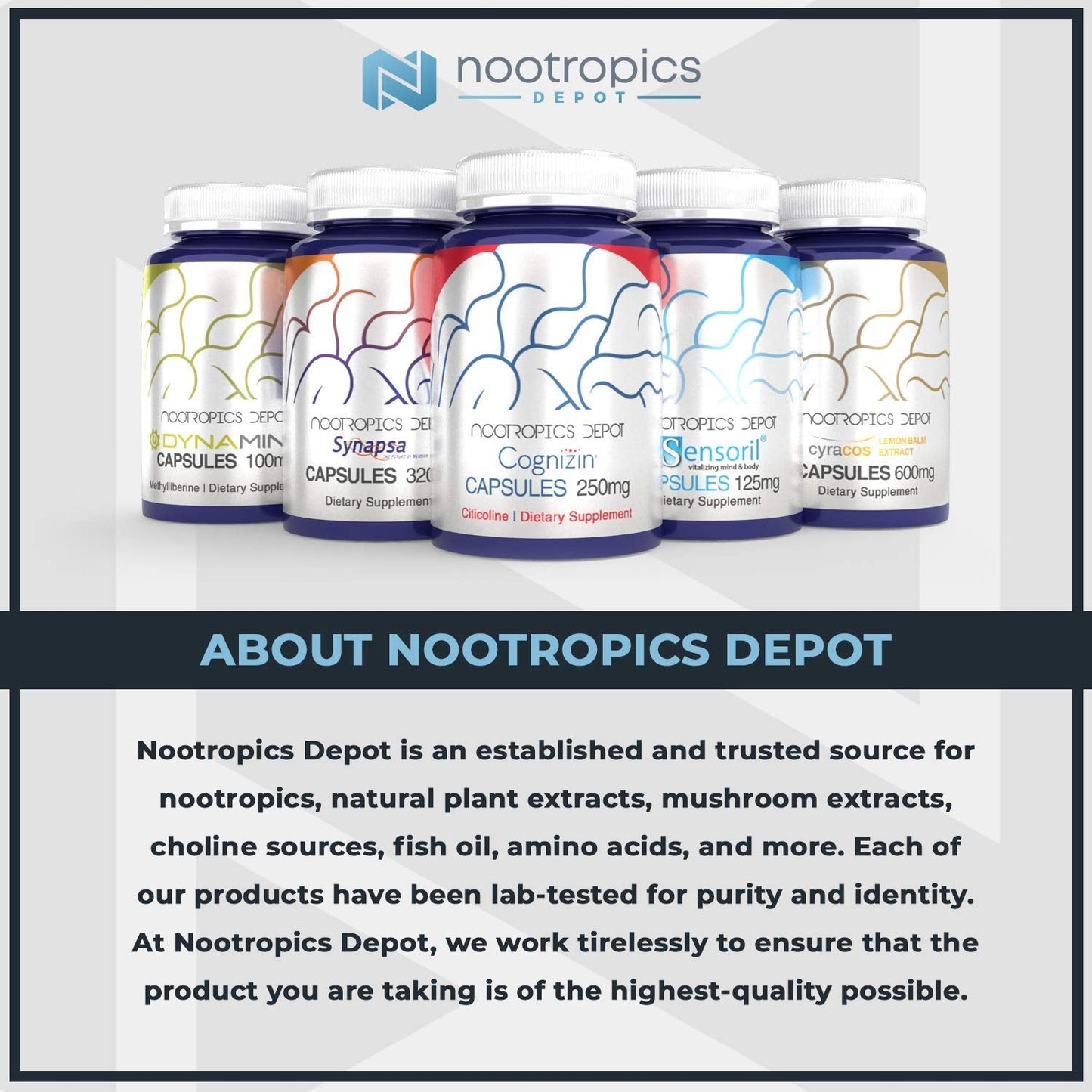 Nootropics Depot Sabroxy® Oroxylin-A Powder | 30 Grams | Minimum 10% Oroxylin-A | Oroxylum indicum | May Help Promote Focus & Motivation | May Help Promote Cognitive Function