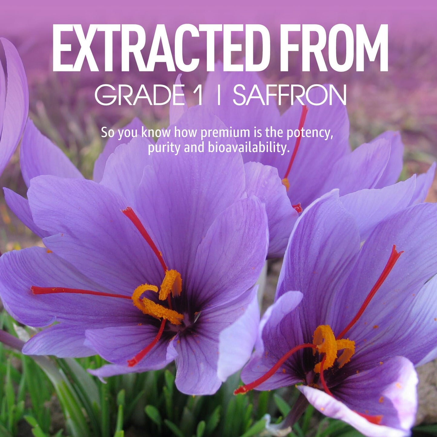 NEVISS Saffron Gummies 100mg — Pure Saffron Extract with Magnesium Glycinate, L-Theanine & Turmeric