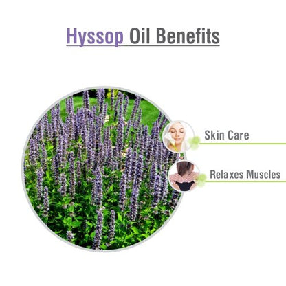 Salvia Hyssop Oil (Hyssopus Officinalis) - 15ml | Pure Essential Oil