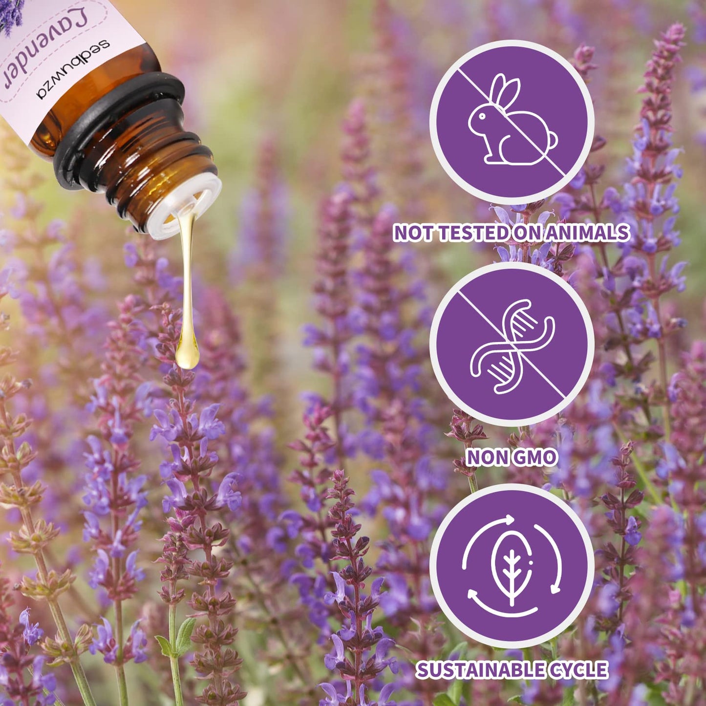 Sedbuwza Lavender & Eucalyptus Essential Oil Set – 2 x 10 ml | Diffuser, Aromatherapy, Soap & Candle Making