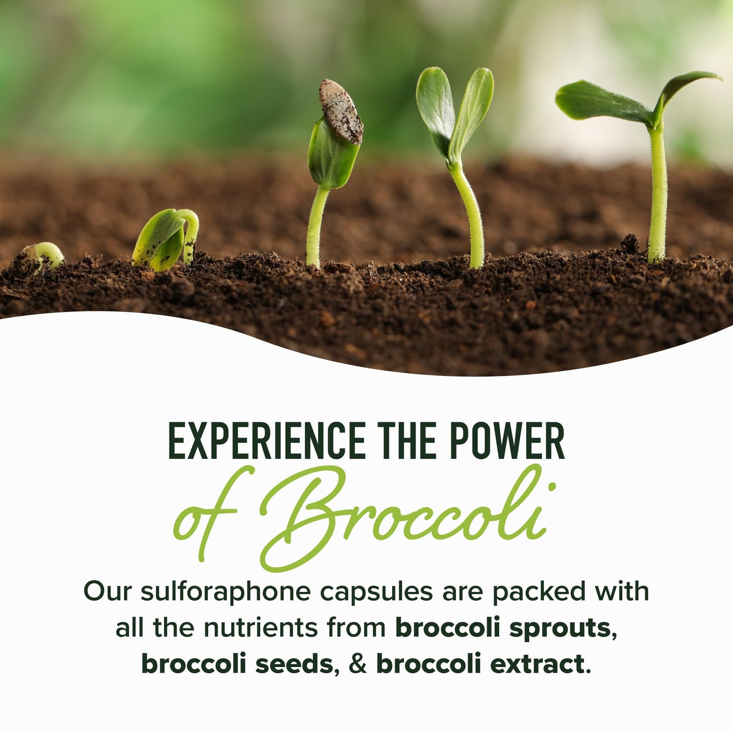 SMNutrition 50MG Sulforaphane Supplement from Broccoli Sprouts | NRF2 Activation & Immune Support
