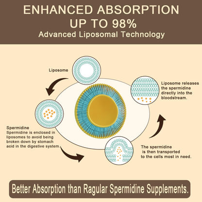 Sohahila Spermidine Supplement 15 MG – Liposomal, 99% Purity, 180 Softgels with Fermented Wheat Germ Extract