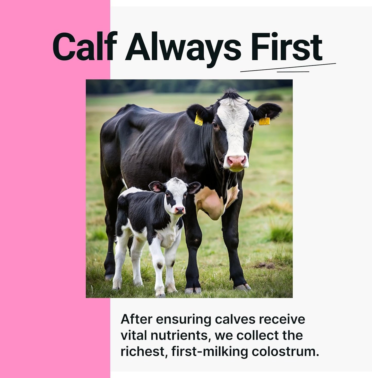 SonoHealth Cowabunga Colostrum Powder – Pure, Unaltered Colostrum for Immune & Gut Support