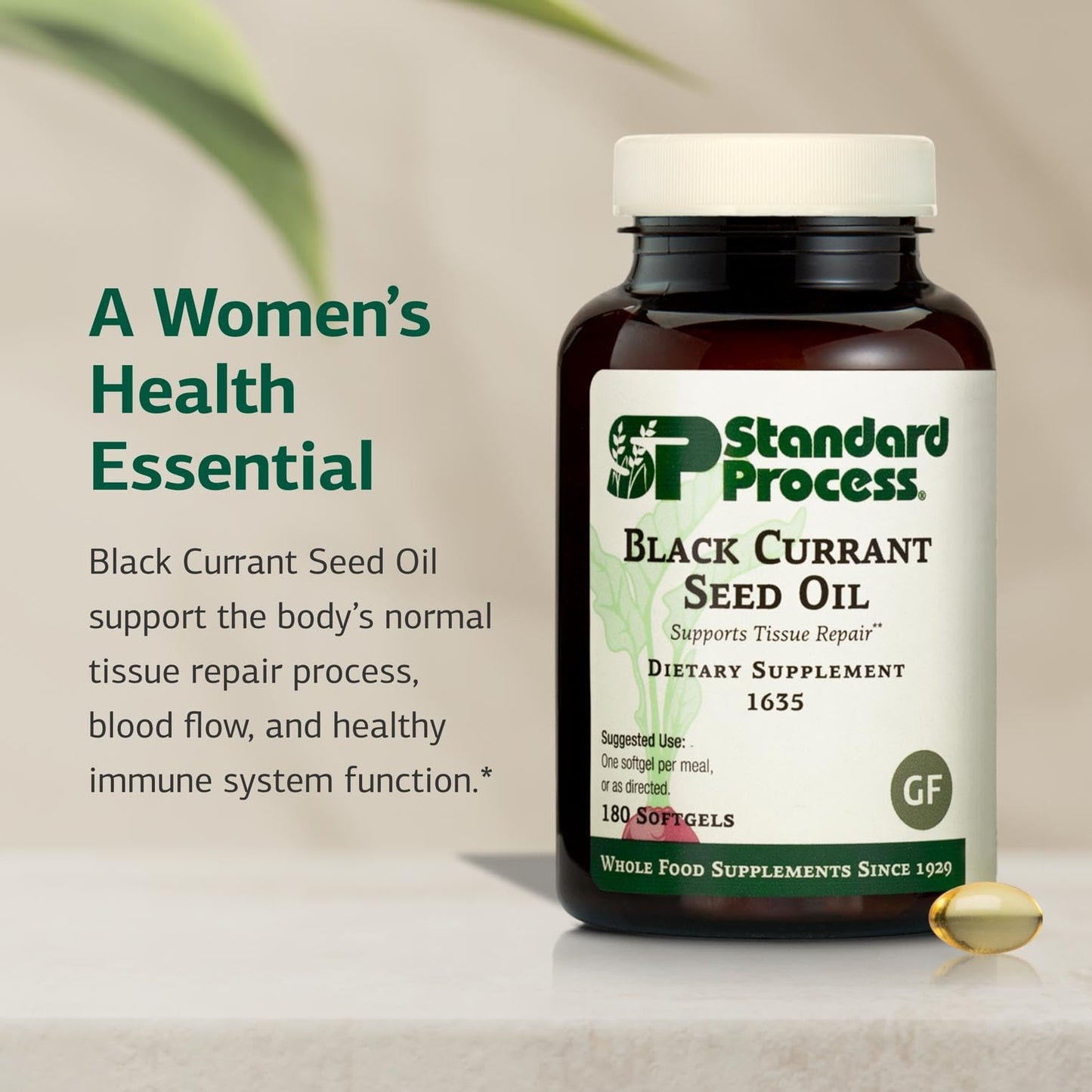 Standard Process Black Currant Seed Oil Dietary Supplement – Gluten-Free Immune & Tissue Support | 180 Softgels
