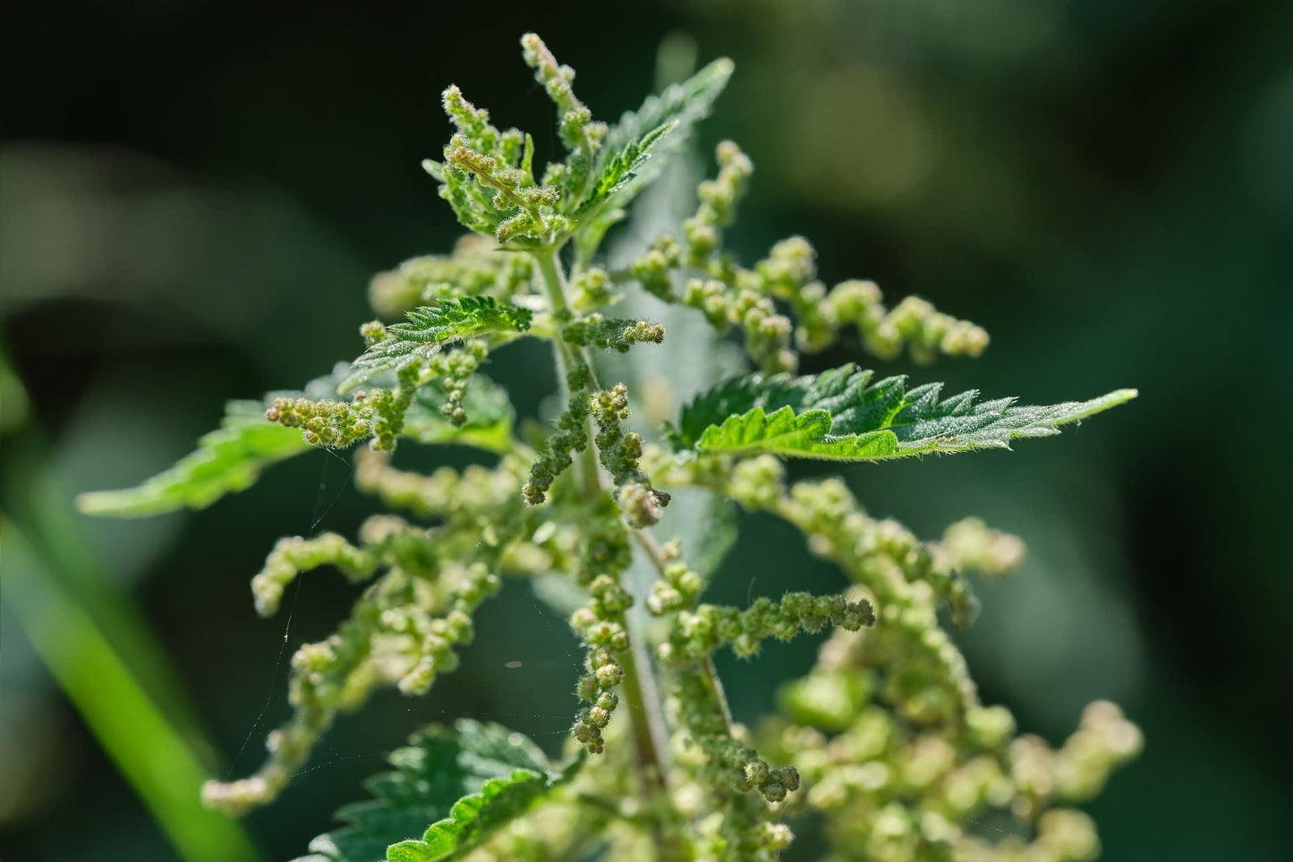 Stinging Nettle Seeds (Urtica dioica) – 0.7oz/20g, Germany | Gluten Free & Non-GMO