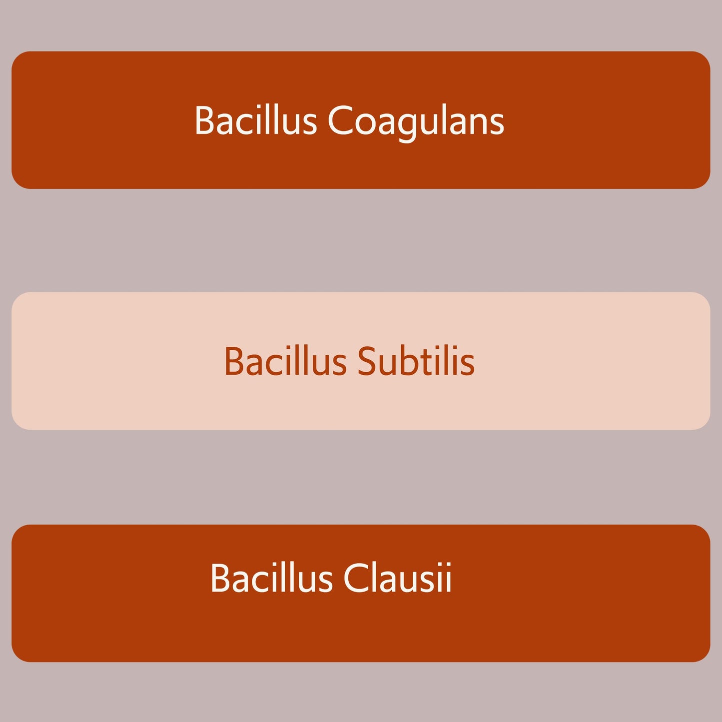 New Bacillus B3 Probiotic Complex & Enzymes – 60 Capsules (100% Spore-Based SBO)