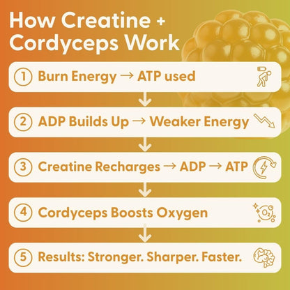 SuperMush Daily Creatine Gummies with Cordyceps – Sugar-Free Vegan Creatine Monohydrate for Strength, Focus & Recovery