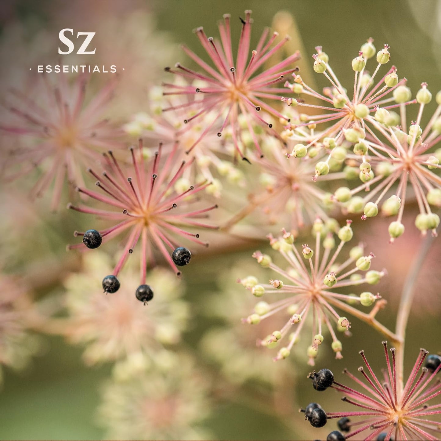 Sz Essentials Jatamansi Essential Oil – Pure Spikenard, Therapeutic Grade