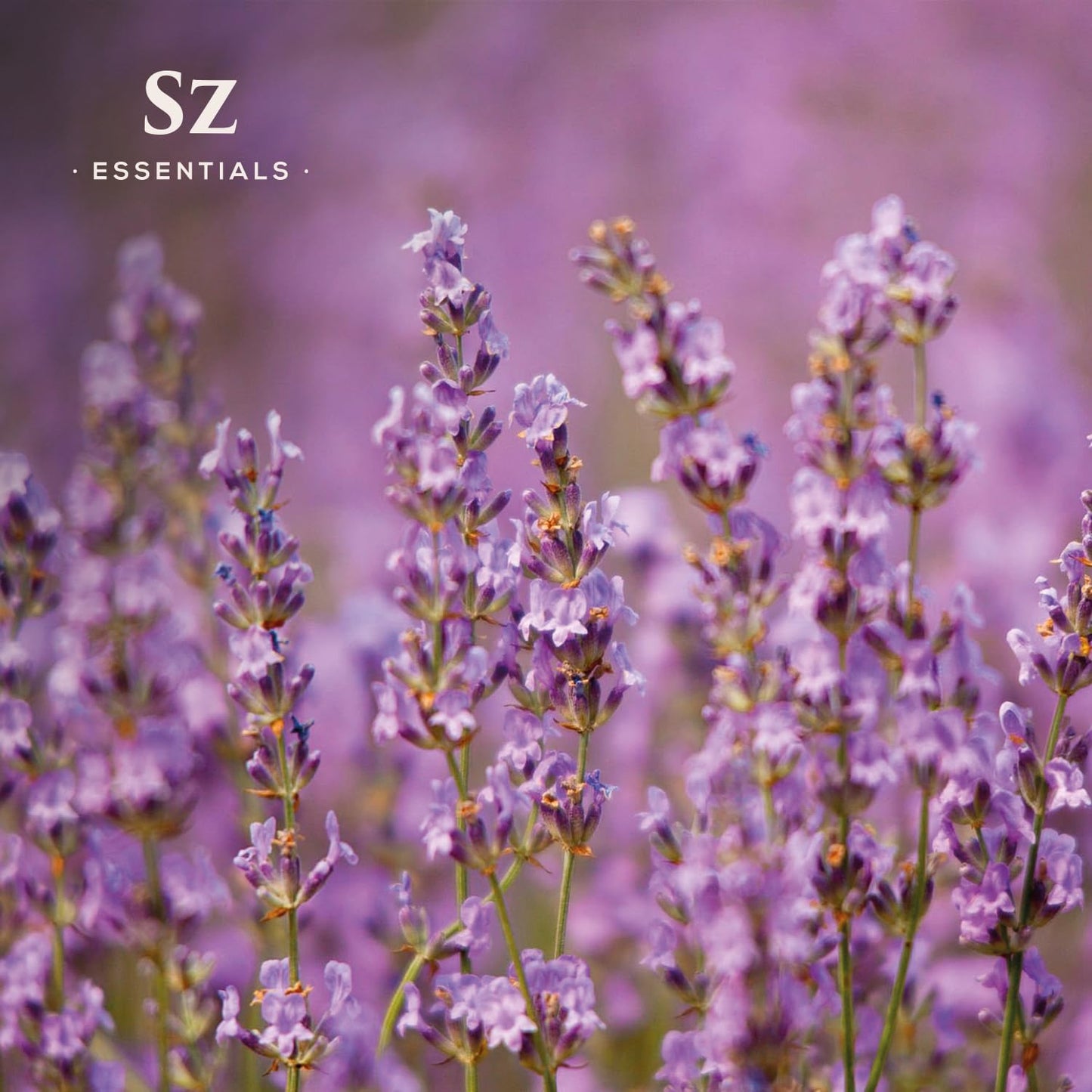 Sz Essentials Kashmir Lavender Essential Oil – 100% Pure & Undiluted (0.22 fl oz / 6.5 mL)