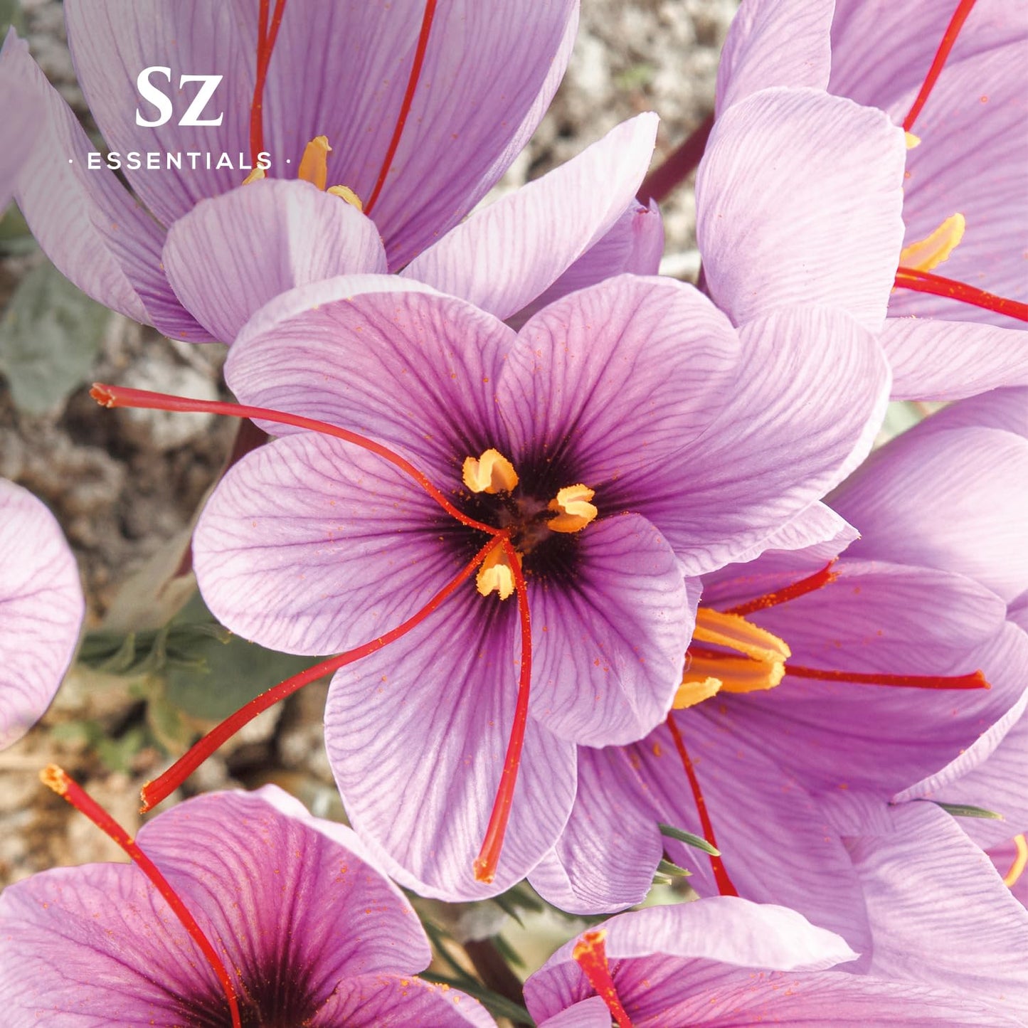 Sz Essentials Saffron Essential Oil – 100% Pure, Therapeutic Grade, Vegan (0.17oz/5ml)