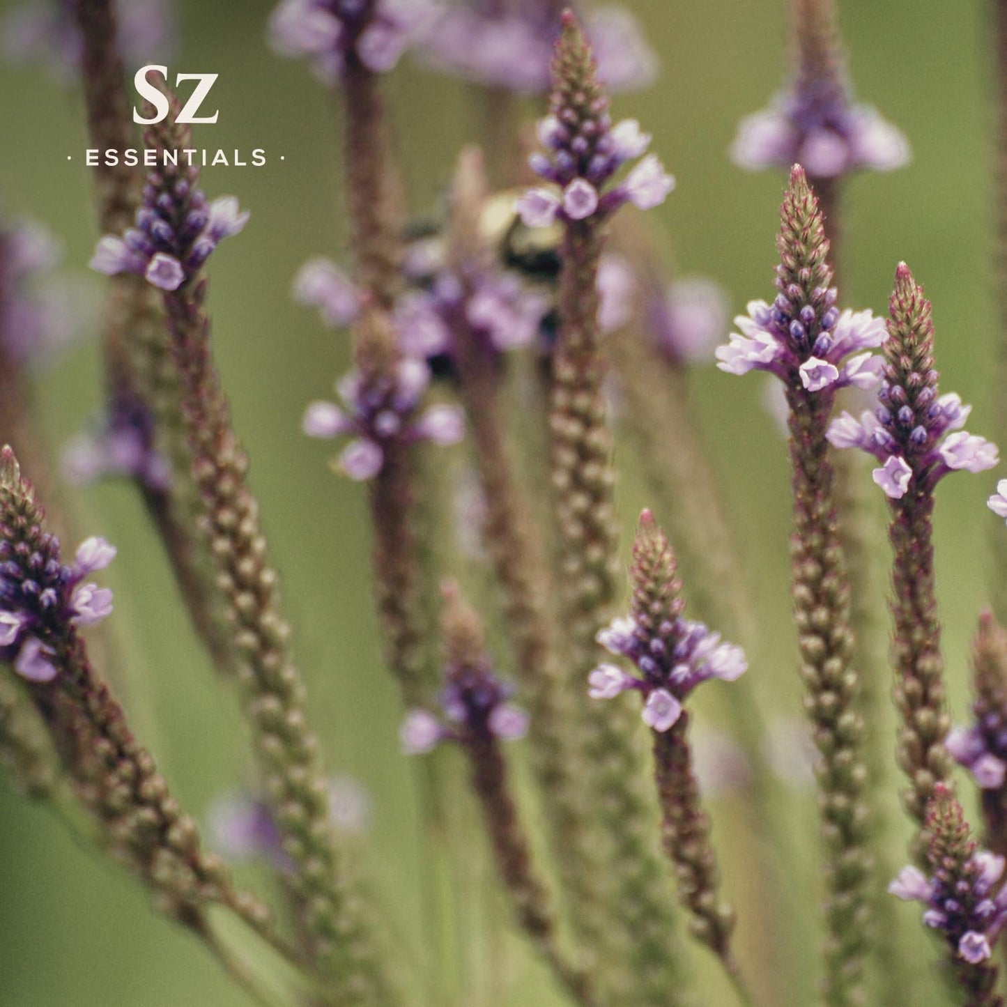 Sz Essentials Vervain Oil | Vegan, Spiritual Protection & Magick