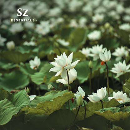 Sz Essentials White Lotus Essential Oil – 100% Pure, Therapeutic Grade, Vegan, 5ml