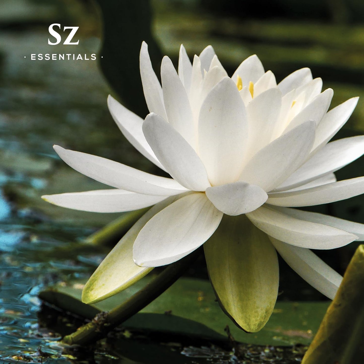 Sz Essentials White Lotus Essential Oil – 100% Pure, Therapeutic Grade, Vegan, 5ml