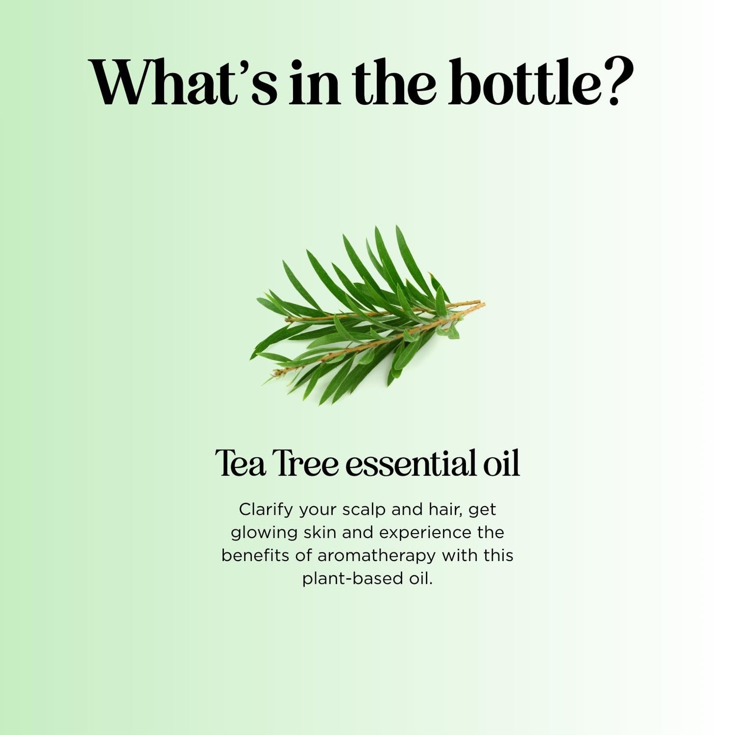 Pure Tea Tree Oil for Hair, Skin & Nails – 100% Pure, Undiluted (1 Fl Oz)