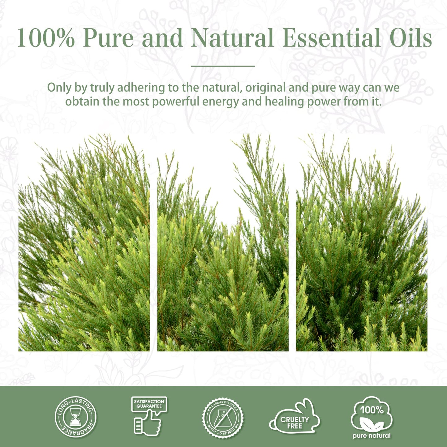 Tea Tree Essential Oil 100ml | PHATOIL Pure Aromatherapy for Diffuser, Humidifier & DIY Projects