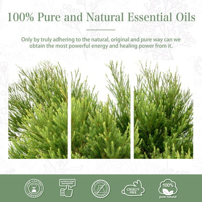 Tea Tree Essential Oil 100ml | PHATOIL Pure Aromatherapy for Diffuser, Humidifier & DIY Projects