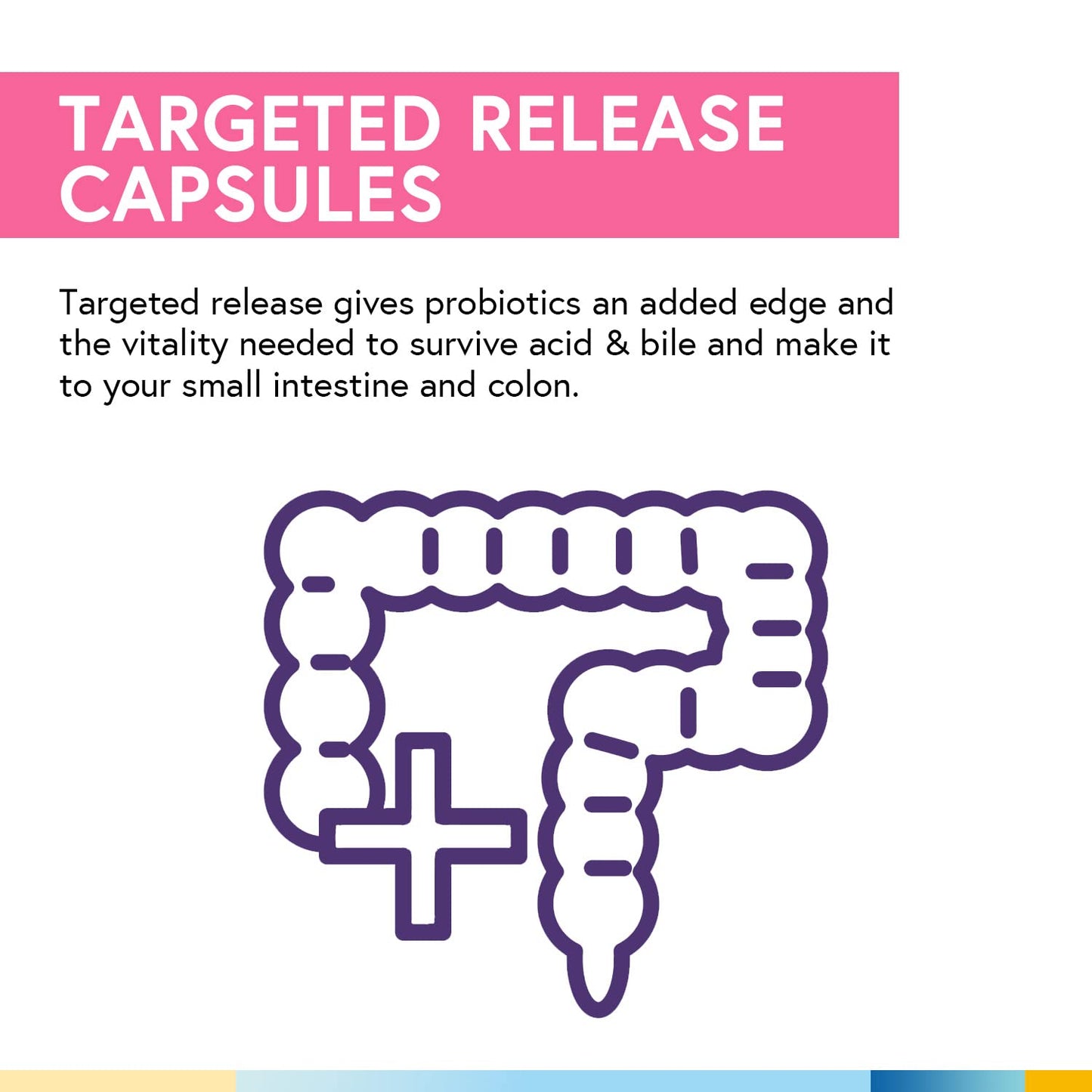 Terranics Daily Probiotics for Women – 60 Vegan Caps, 200B CFU, 32 Strains | Cranberry & Prebiotics