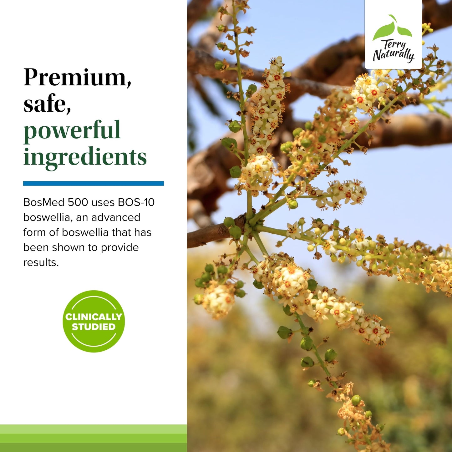 Terry Naturally BosMed 500 – Boswellia Serrata Extract Supplement for Everyday Wellness | 60 Softgels