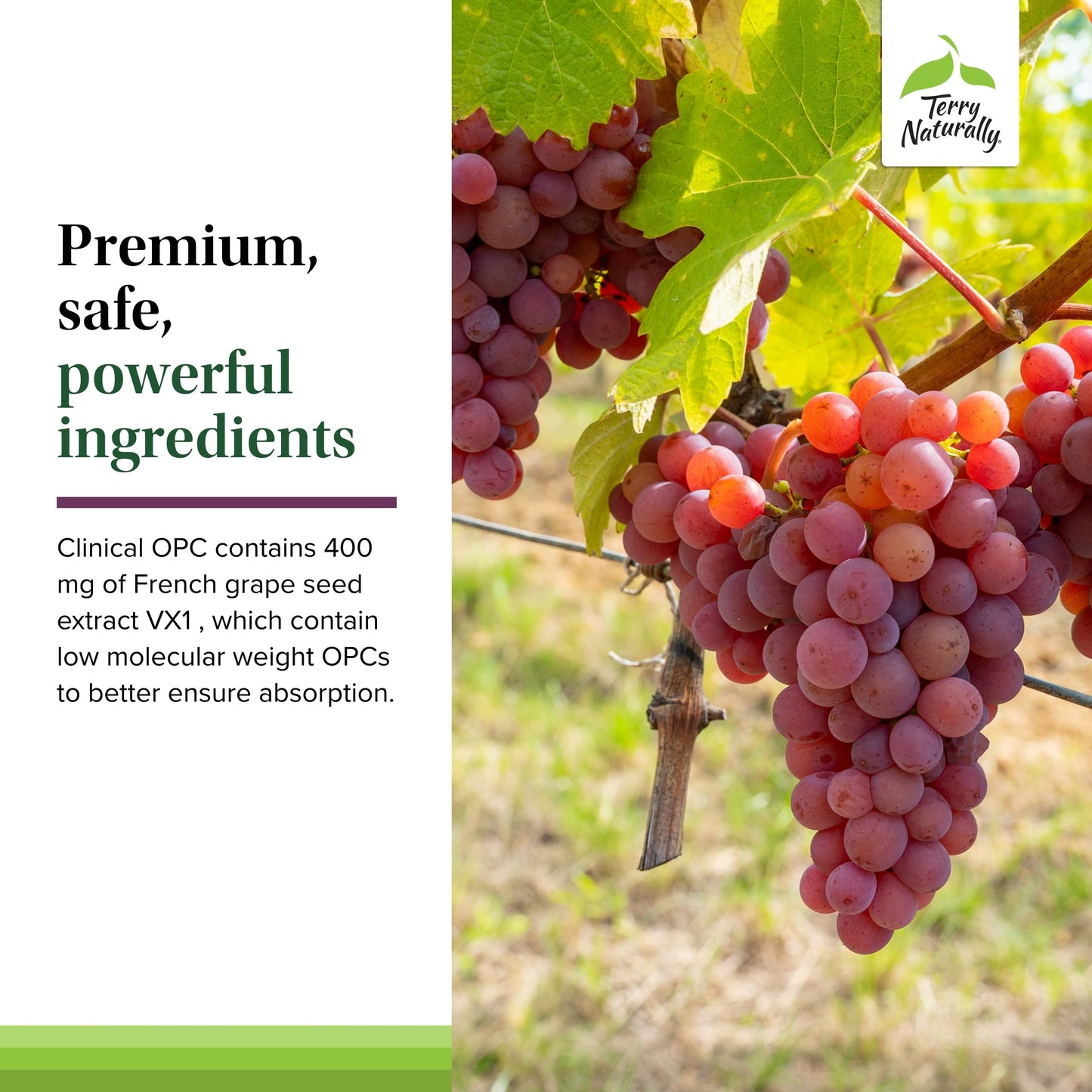 Terry Naturally Clinical OPC Extra Strength – Cardiovascular Health, Focus & Immune Support, Grape Seed Extract, 60 Softgels (Pack of 3)