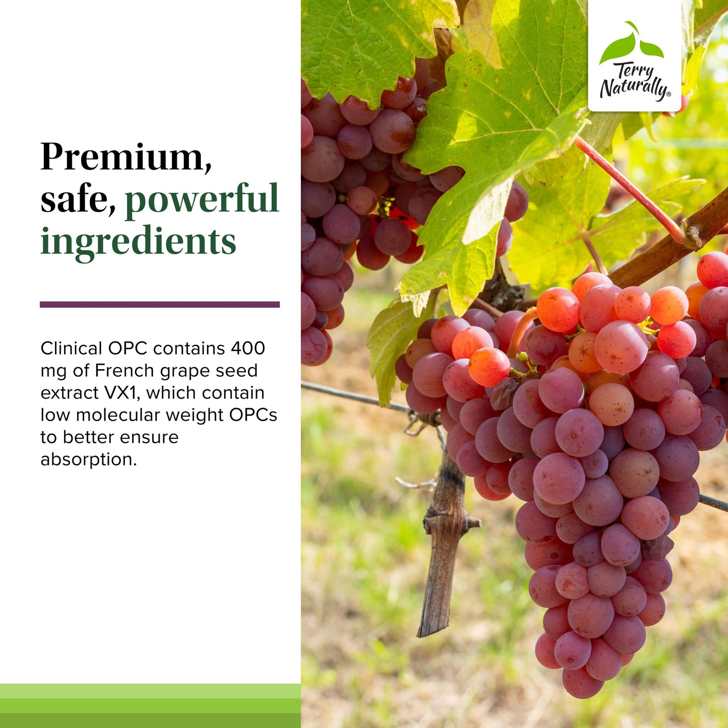 Terry Naturally Clinical OPC Extra Strength – Cardiovascular Health, Immunity & Focus Support | Grape Seed Extract, 60 Softgels