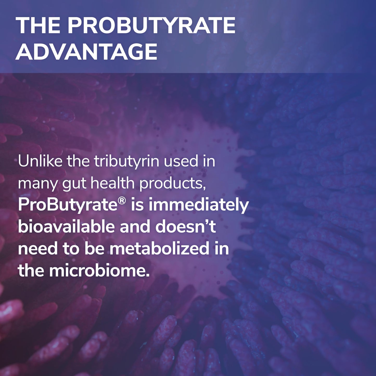 ProButyrate Gut Health Supplement by Tesseract Medical Research – 600mg, 120 Capsules
