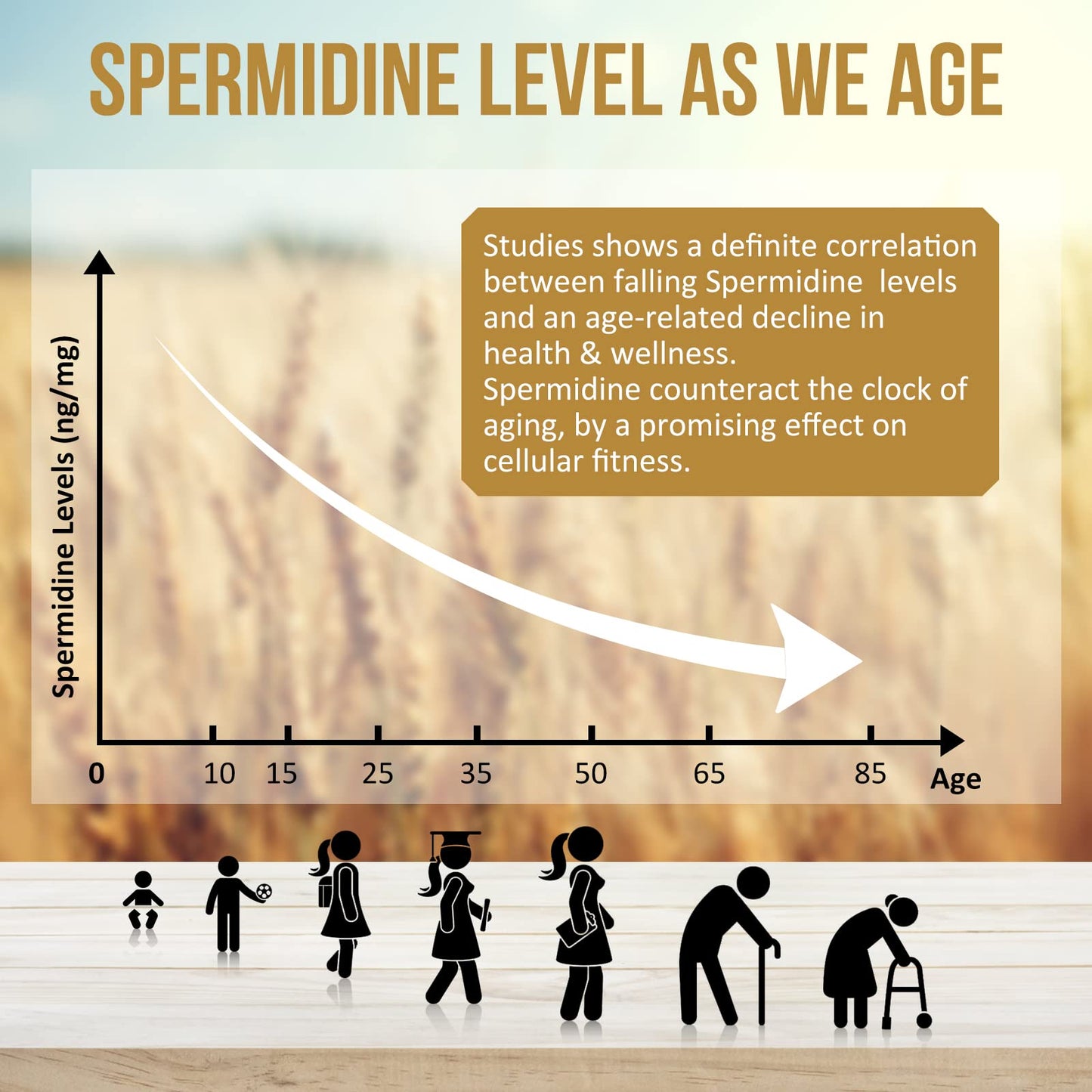 Thalacy Spermidine Wheat Germ Extract Capsules – 13 mg Spermidine, 1300 mg Formula, Zinc