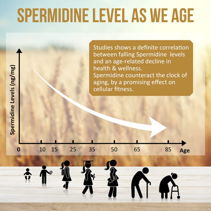 Thalacy Spermidine Wheat Germ Extract Capsules – 13 mg Spermidine, 1300 mg Formula, Zinc