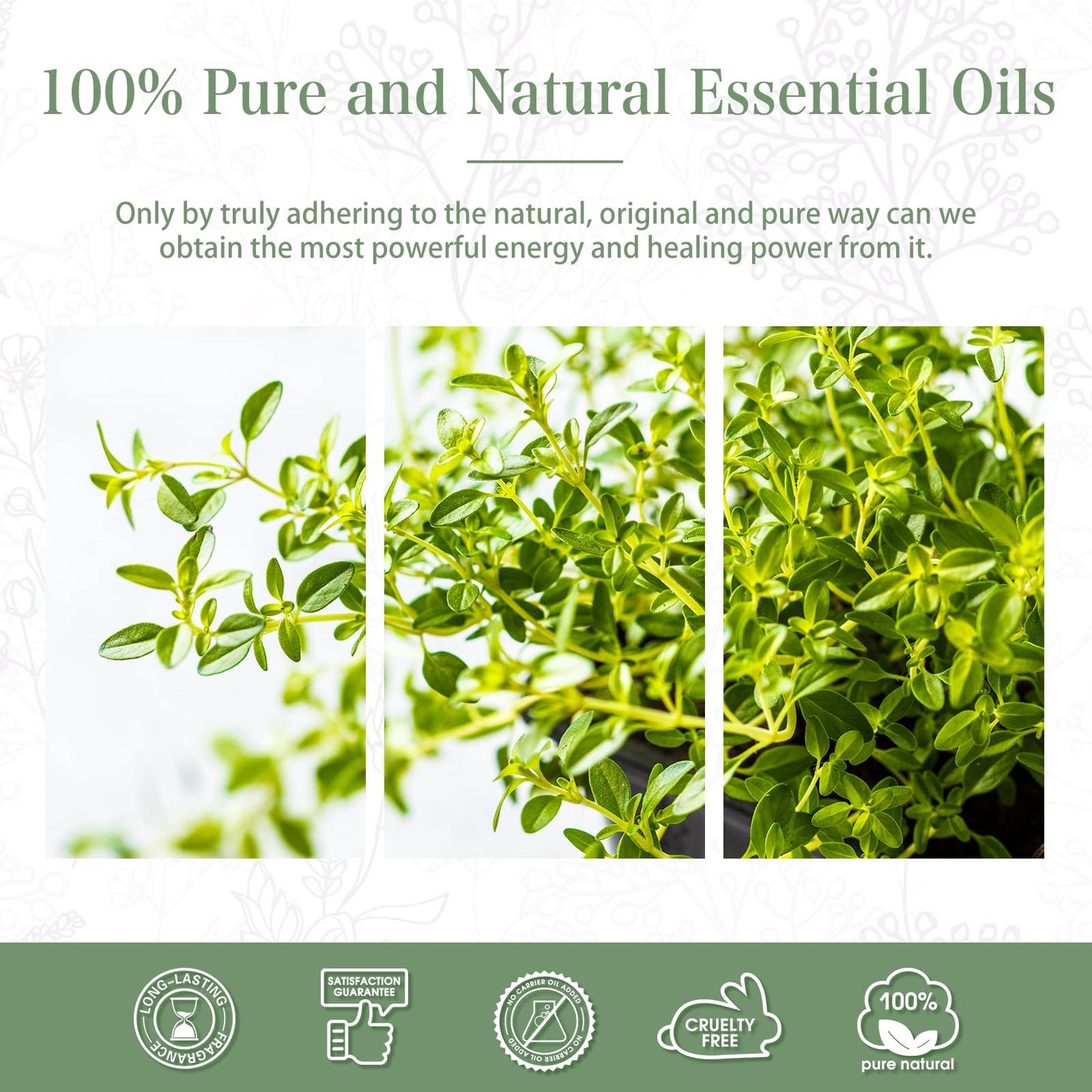Thyme Essential Oil 30ml – PHATOIL Pure Aromatherapy for Diffusers & DIY Crafts