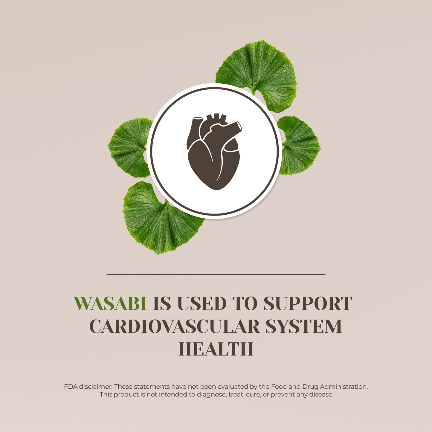 Wasabi Alcohol-Free Tincture Extract – Immune Support & Memory Booster (2 fl oz)