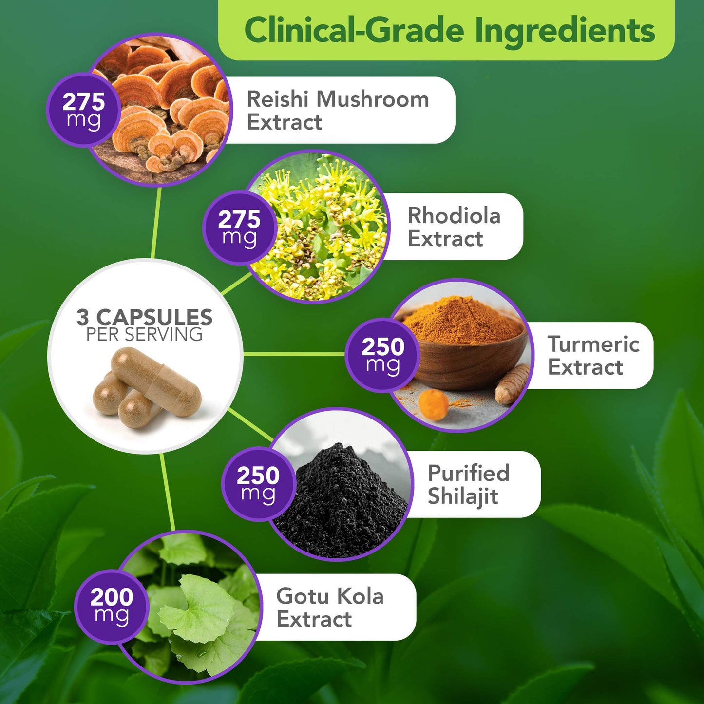 Vital Plan Daily Herbal Supplement by Dr. Bill Rawls – Immune Support, Microbiome Balance & Cell Health