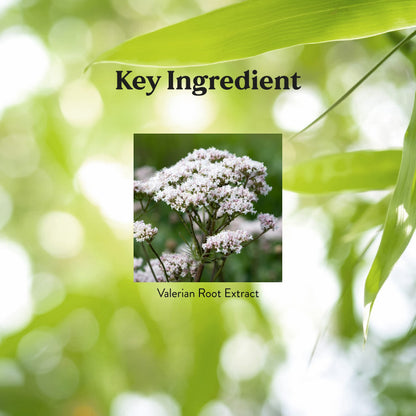 Nature's Sunshine Valerian Root Extract Time Release - 60 Capsules | Sleep & Relaxation