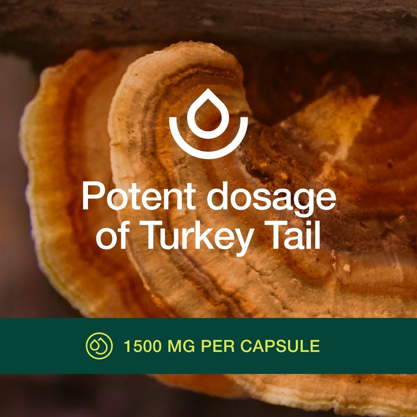 Fresh Nutrition Organic Turkey Tail Mushroom Extract – High Beta Glucans, 2-Pack, 180 Vegan Capsules