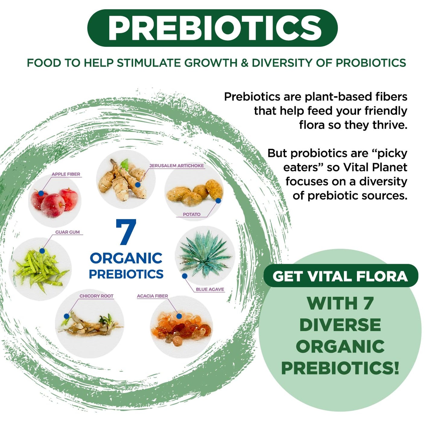 Vital Flora 60B CFU Probiotic for Adults 55+ | Vital Planet Shelf-Stable