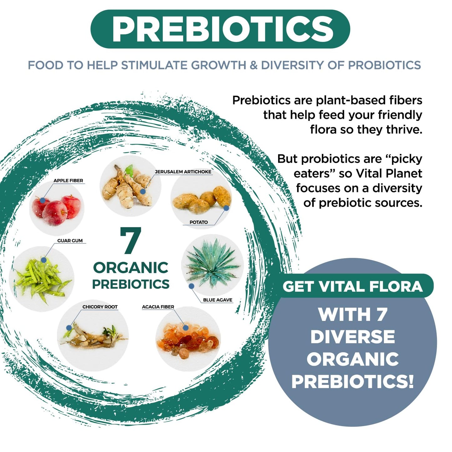 Vital Flora Men 55+ Daily Probiotic - 60B CFU, 60 Strains | Vital Planet