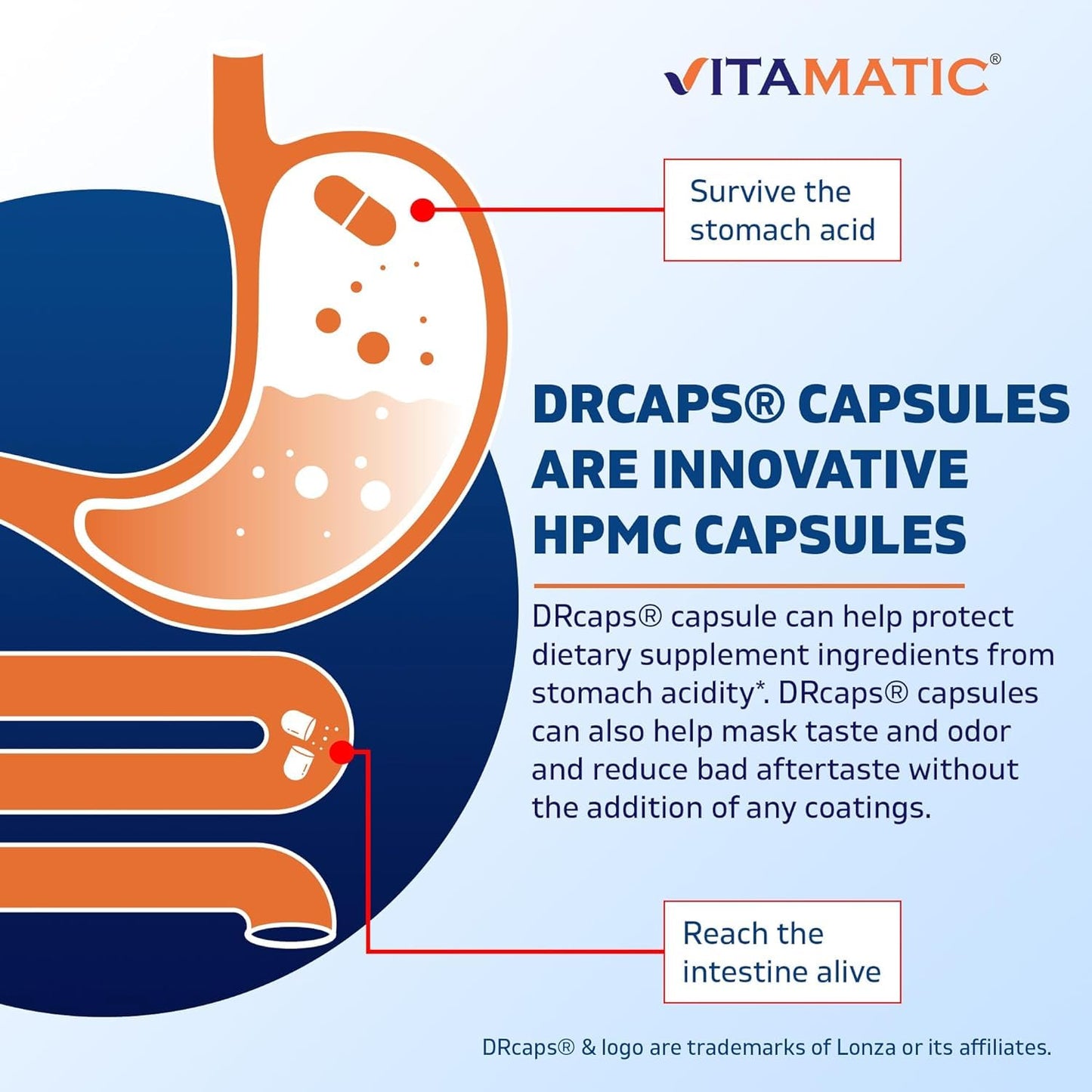 Vitamatic Bacillus Subtilis 10B DR Capsule – 60 Count | Digestive & Immune Health + Prebiotic Inulin