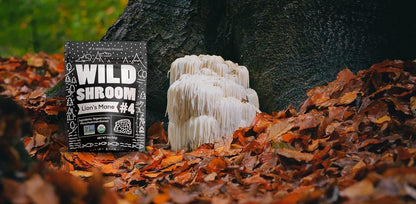Wild Foods Lions Mane Powder 10:1 Organic Mushroom Extract – 4 oz Pack of 2 | Brain Health & Focus