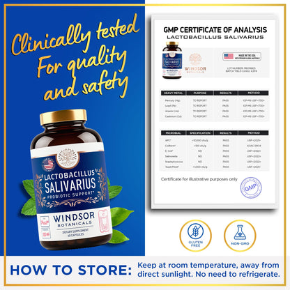 WINDSOR BOTANICALS Lactobacillus Salivarius Probiotic Capsules – 24bn CFU, 2-Pack, 120 Caps | Oral Health & Immune Support