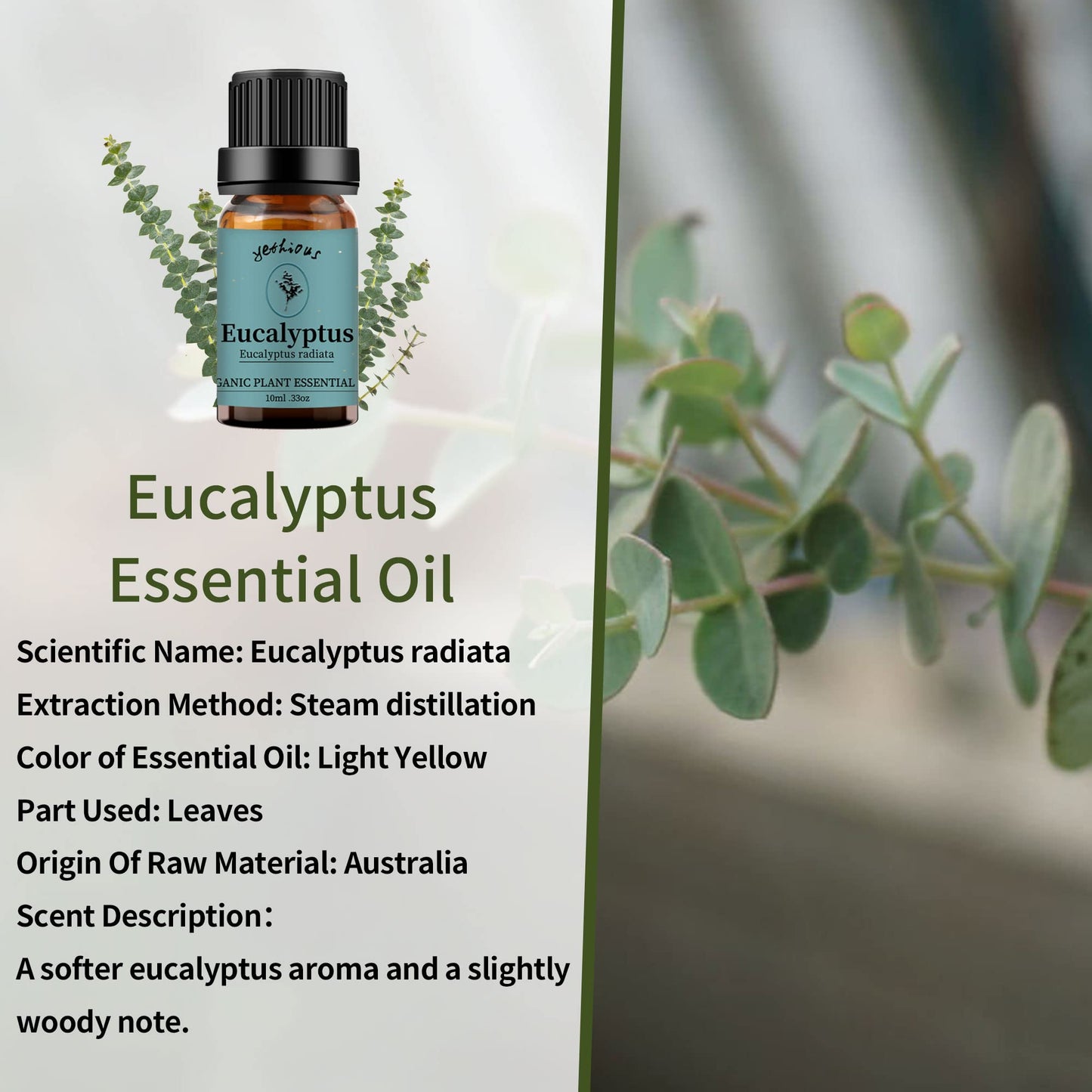 yethious Lavender Eucalyptus Essential Oil – Organic Pure Plant Lavender Oil for Diffuser, Skin & Hair Care